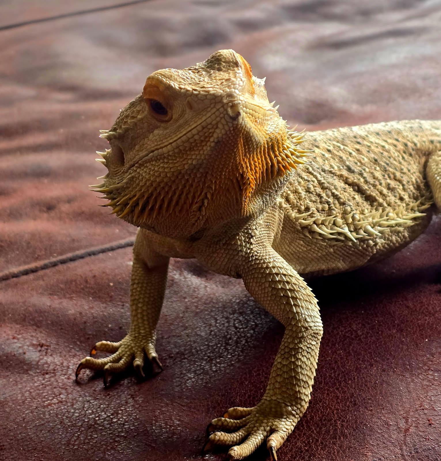 Reptiles at the Alley